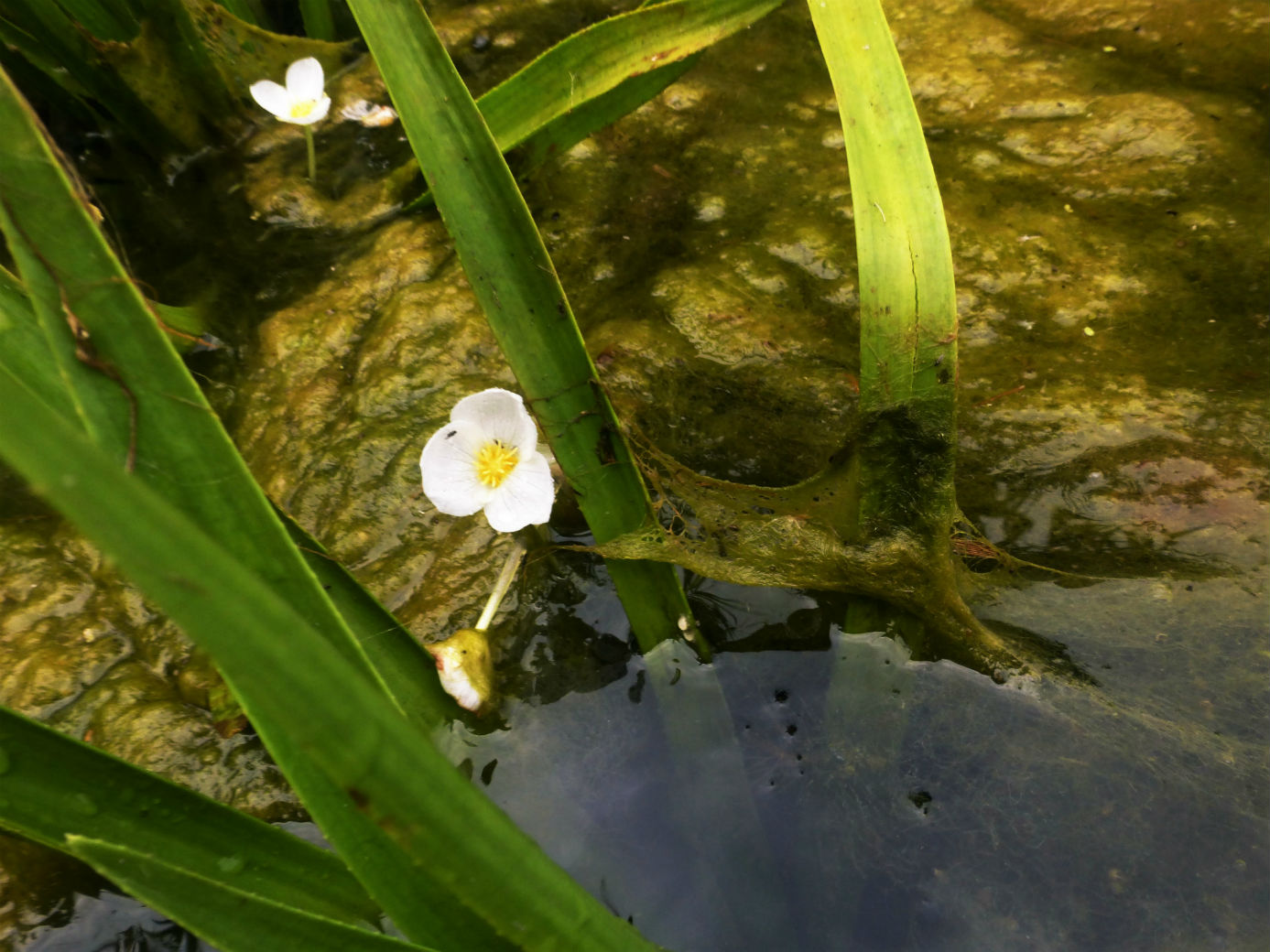 Stratiotes aloides / Erba coltella dei fossi